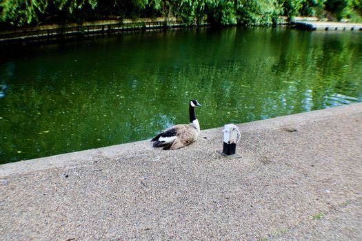 Wild duck near the river