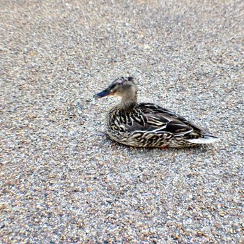 Young duck on the footpath