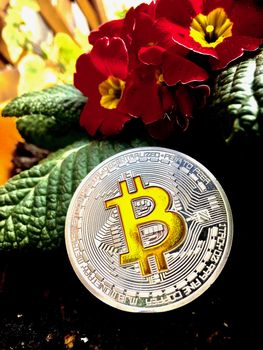 Digital currency physical silver bitcoin coin and near red flowers