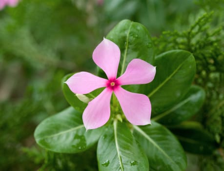 COLOR PHOTO OF PERIWINKLE FLOWER IN GARDEN UNDER SUNLIGHT