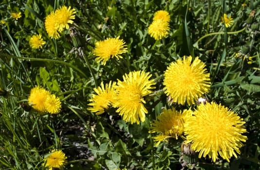 a family of dandelions closeup in sunny spring morning, one of the first spring flowers