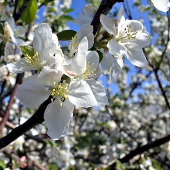 Apple blossom closeup on blue sky background