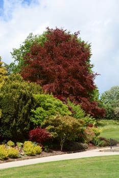 Lush green and red foliage of trees and shrubs in Calverley Grounds public park, Tunbridge Wells, England