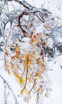 Branches of a tree covered with ice and snow. Winter