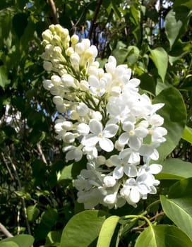 blooming white lilac closeup on green background