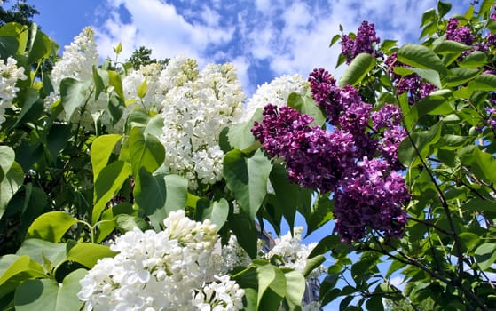 blooming white and purple lilacs on blue spring sky background