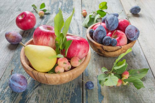 Several red apples with green leaves, blue plums and pear are in a wooden bowls on the old wooden table