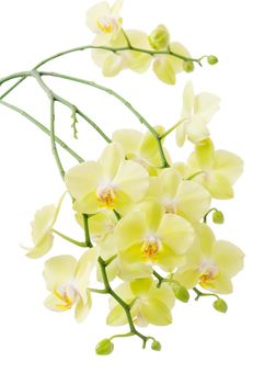 Many flowers of yellow Phalaenopsis Orchid isolated on a white background