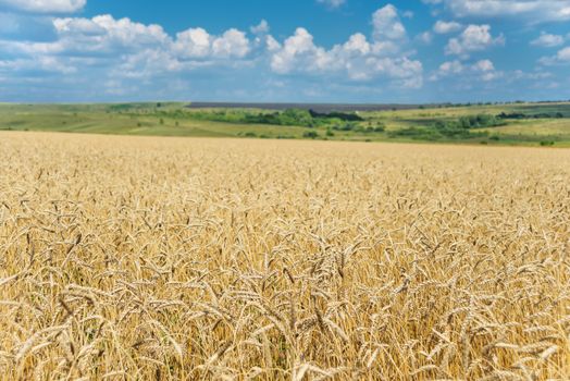 Beautiful rural landscape: a large field of ripe wheat and blue sky with white clouds