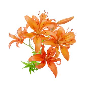 Bouquet of flowers of orange lilies isolated on white background