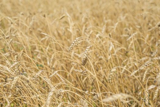 Field with a large golden ears of ripe wheat close-up