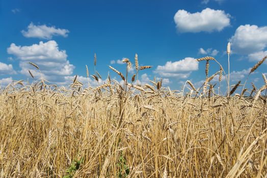 Beautiful rural landscape: a large field of ripe wheat and blue sky with white clouds