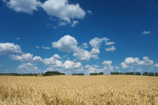 Beautiful rural landscape: a large field of ripe wheat and blue sky with white clouds