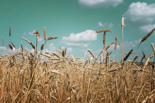 Beautiful rural landscape: a large field of ripe wheat and blue sky with white clouds; toned image