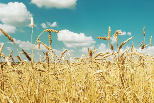 Beautiful rural landscape: a large field of ripe wheat and blue sky with white clouds