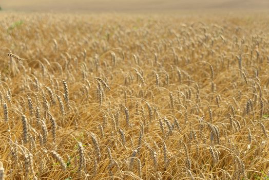 Field with a large golden ears of ripe wheat close-up