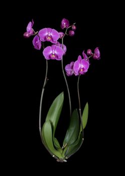 Purple phalaenopsis orchid flower isolated on a black background