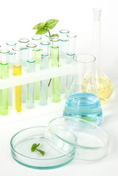 Sprout with green leaves in vitro and laboratory glassware