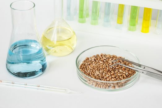 Wheat grains in a Petri dish and laboratory glassware with colored solutions on a white background