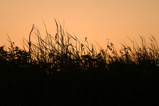 Grasses and wild flowers silhouetted against orange sky at dawn