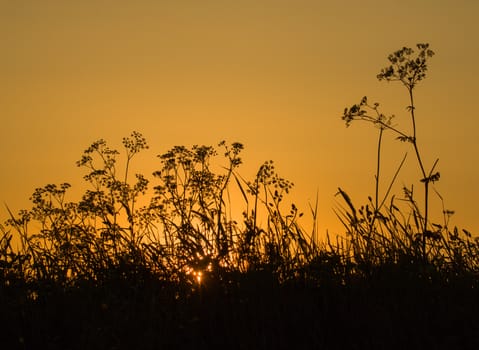 Grasses and wild flowers silhouetted against orange sky at dawn