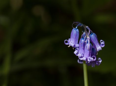 Close-up detail of Common Bluebell, native to Great Britain and Europe