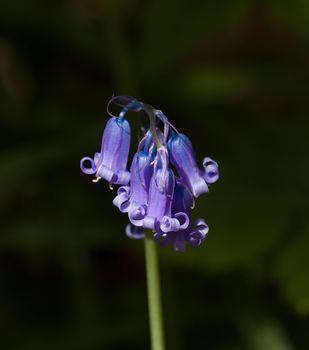 Close-up detail of Common English Bluebell Hyacinthoides non-scripta.