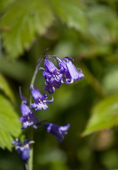 Native English Bluebell showing yellow pollen.