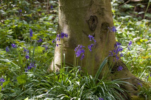 Native English Bluebells and tree in woodland.