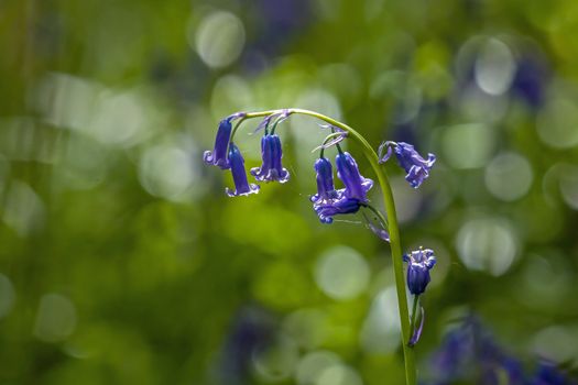 Native English Bluebells backlit by sun.