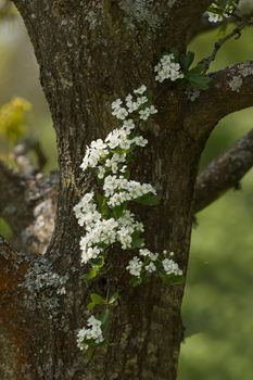 Spring flowering Hawthorn Blossom against tree trunk.