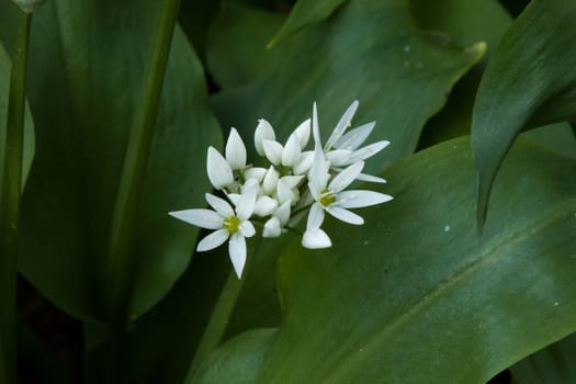 White flowers and foliage of Ramsons or Wild Garlic growing in English countryside