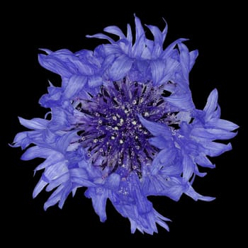 Cornflower on black Background  -  Centaurea cyanus