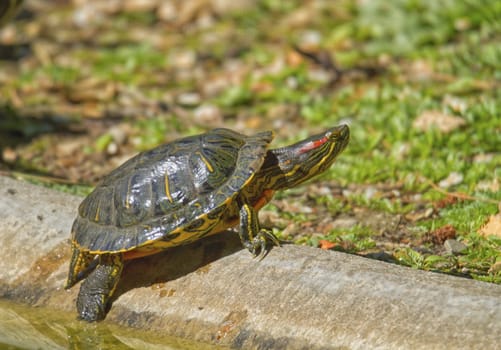 Red-eared slider turtle and sun and water