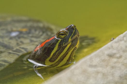 Red-eared slider turtle and sun and water