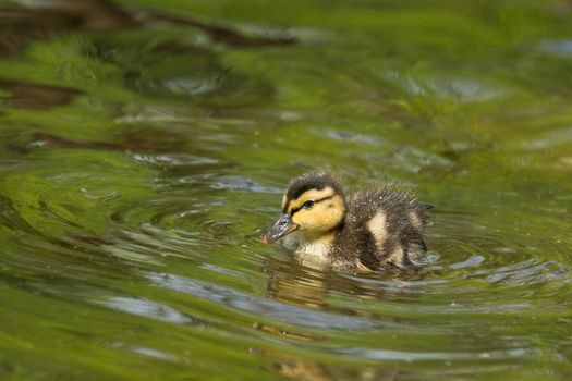 The picture shows a duckling in the pond