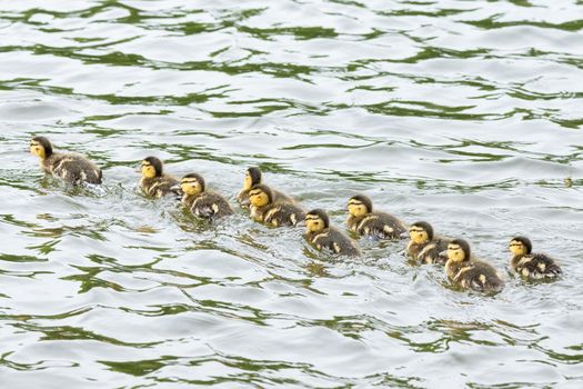 The picture shows a duckling in the pond