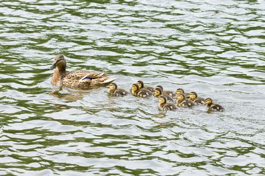 The photo shows a duck with ducklings in the pond