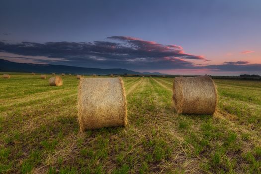 Harvest time, bundles in the field