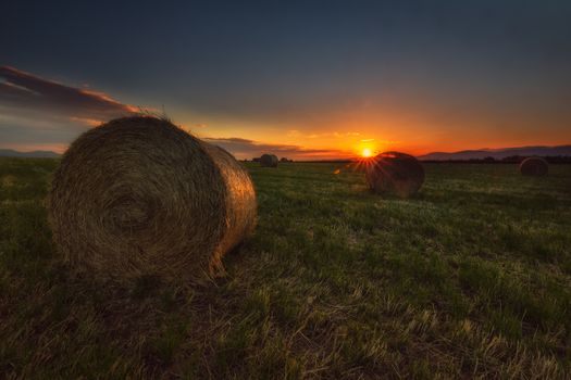 Harvest time, bundles in the field