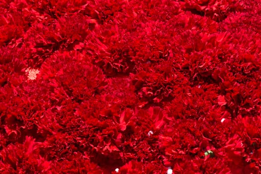 Bouquet of red flowers carnation for use as nature background.