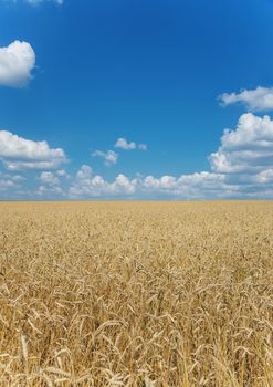Beautiful rural landscape: a large field of ripe wheat and blue sky with white clouds; vertical photo