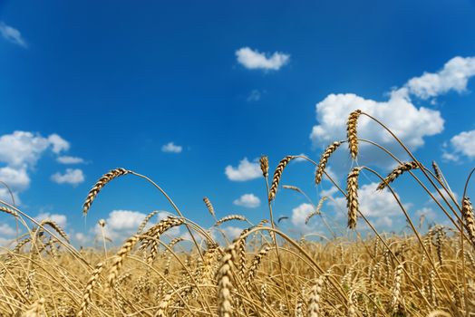 Beautiful rural landscape: a large field of ripe wheat and blue sky with white clouds