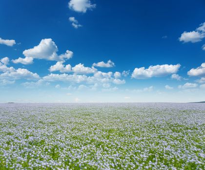 Beautiful rural landscape: vast blue field of blooming flax under the blue sky with white clouds