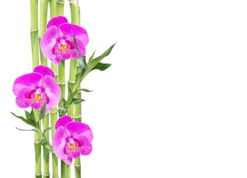 Several stem of Lucky Bamboo (Dracaena Sanderiana) with green leaves and three pink orchid flowers, isolated on white background, with copy-space