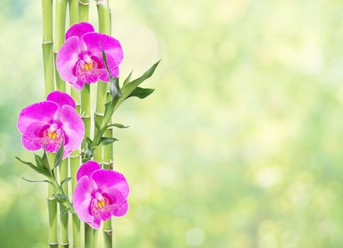 Several stem of Lucky Bamboo (Dracaena Sanderiana) with green leaves and three pink orchid flowers, on natural background, with copy-space