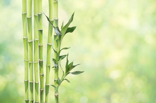 Several stem of Lucky Bamboo (Dracaena Sanderiana) with green leaves, on natural background, with copy-space