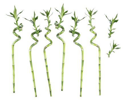 Set of separate stems of Lucky Bamboo (Dracaena Sanderiana) twisted in a spiral shape with green leaves, isolated on white background