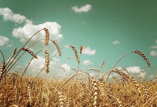 Beautiful rural landscape: a large field of ripe wheat and blue sky with white clouds; toned image