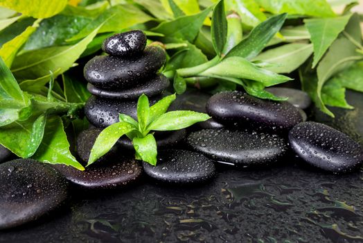 Spa concept with black basalt massage stones and lush green foliage covered with water drops on a black background